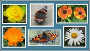 29th Jul 2020 - Butterflies and flowers.