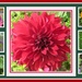 Red Dahlia collage. by grace55