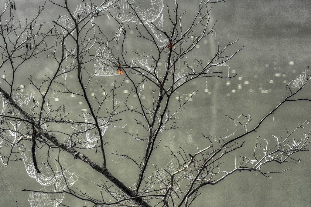 Spider Web Tree by kvphoto