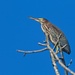 LHG-0193- Lil Green Heron treetop  by rontu