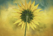 29th Jul 2020 - Sunflower