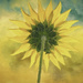 Sunflower by joysfocus