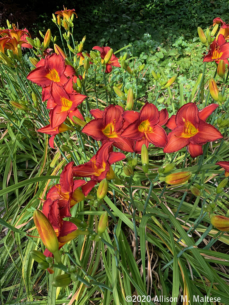 Cascading Lilies by falcon11