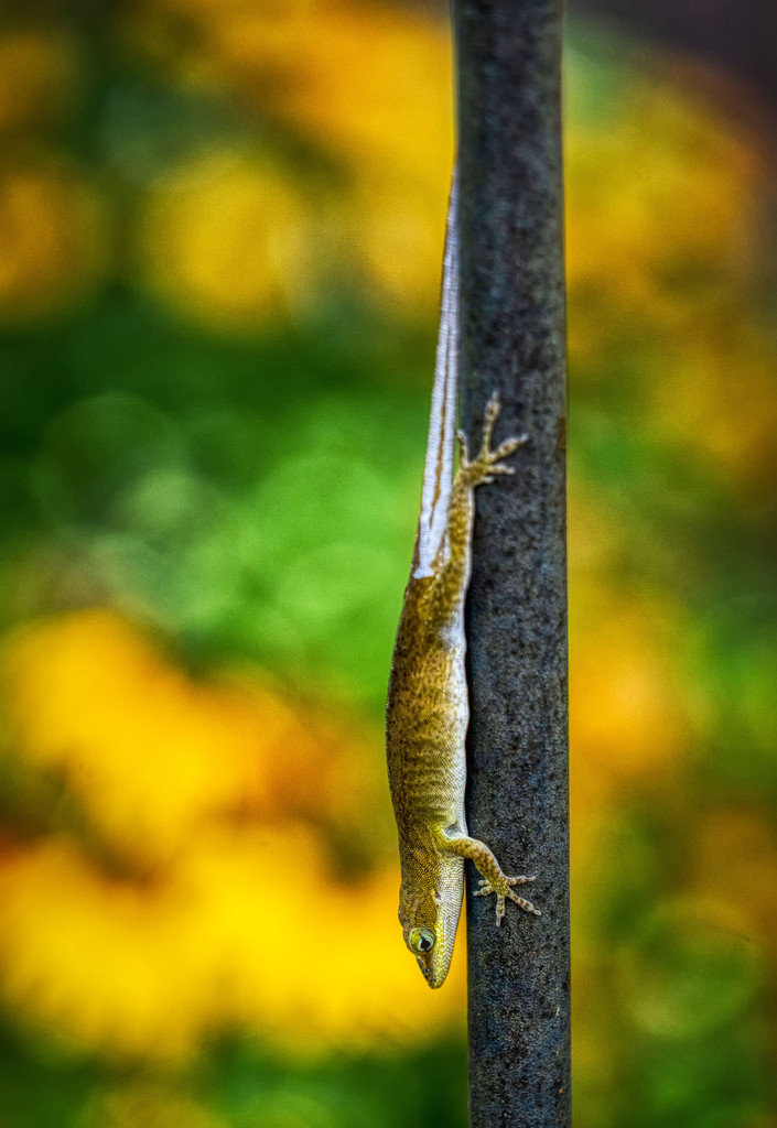 Lizard by kvphoto