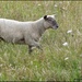 Lamb  by rosiekind