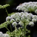 Queen Anne’s Lace by carole_sandford