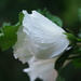 My Rose of Sharon by selkie