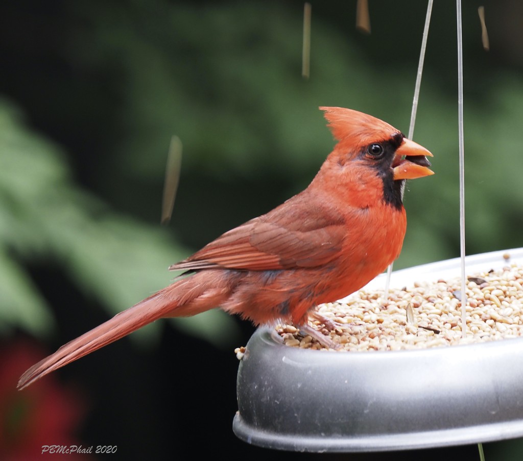 Hungry Cardinal by selkie