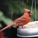 Hungry Cardinal by selkie