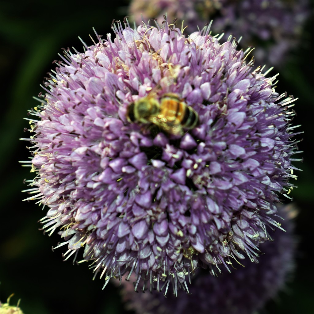 Purple ball flower and bee by sandlily