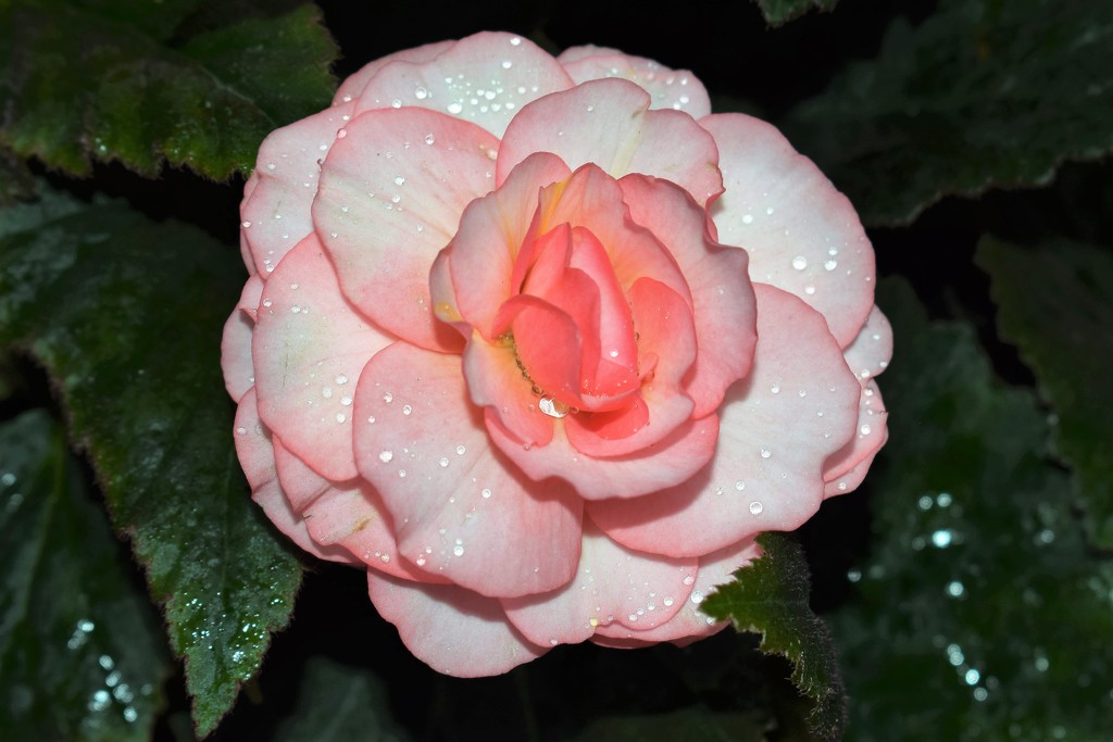 Raindrops on Begonia by sandlily