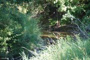 29th Jul 2020 - Lazy creek for a lazy summer day