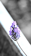 29th Jul 2020 - lavender