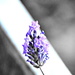 lavender by stephomy