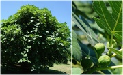 30th Jul 2020 - Consider the Fig Tree