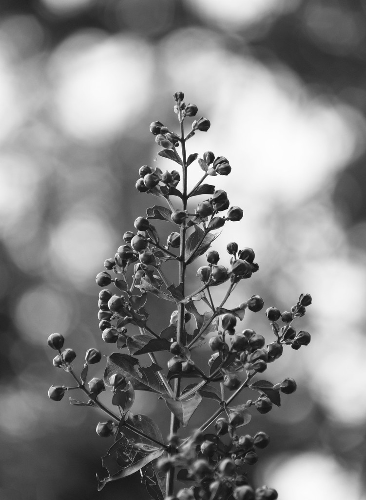 Crepe Myrtle Buds and Bokeh in BW by homeschoolmom