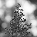 Crepe Myrtle Buds and Bokeh in BW by homeschoolmom
