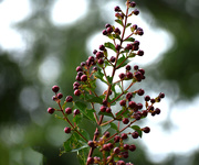 29th Jul 2020 - Crepe Myrtle Buds and Bokeh