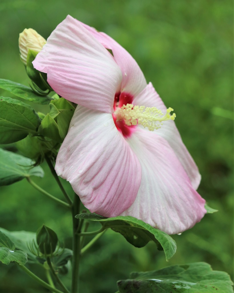 July 29: Hibiscus by daisymiller