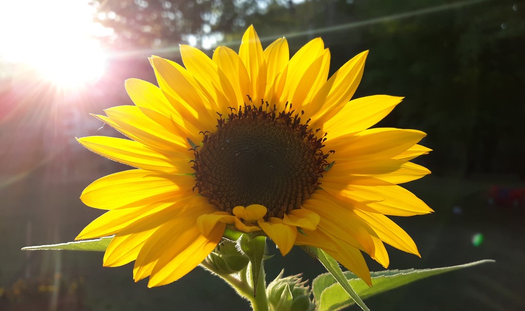 First Sunflower  by julie