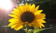 29th Jul 2020 - First Sunflower 
