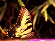 29th Jul 2020 - Climb Aboard a Butterfly
