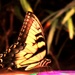 Climb Aboard a Butterfly by grammyn