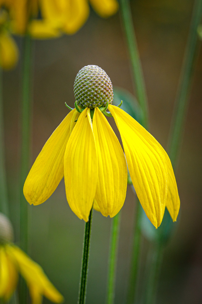 Prairie coneflower by lindasees