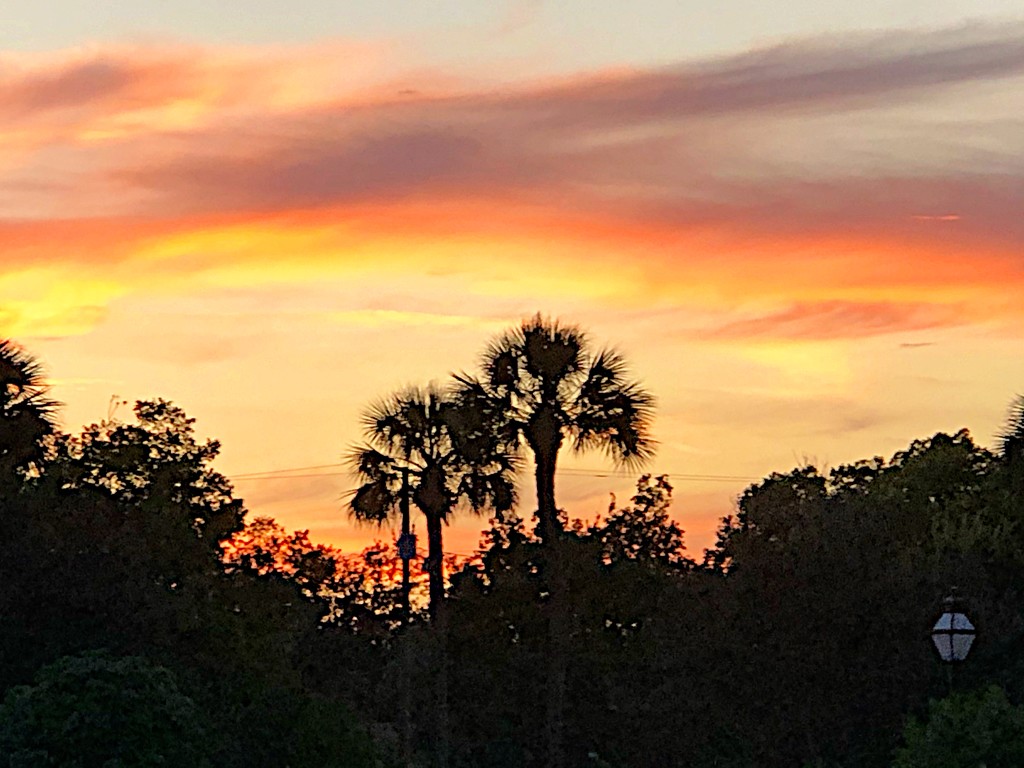 Palmettos and sunset at Hampton Park, Charleston by congaree