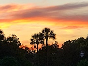 29th Jul 2020 - Palmettos and sunset at Hampton Park, Charleston