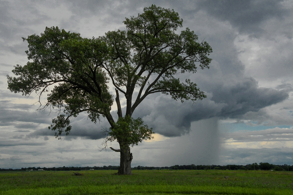 Tree and Storm by kareenking