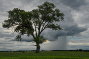 29th Jul 2020 - Tree and Storm