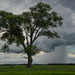 Tree and Storm by kareenking