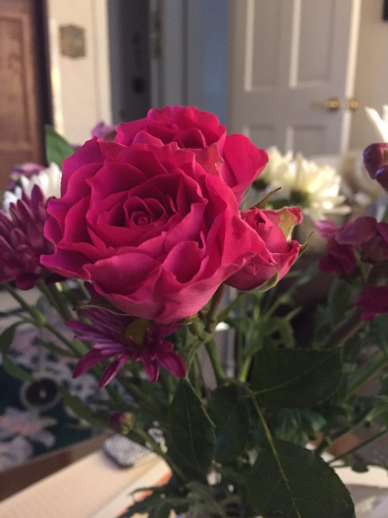 Pretty rose  by kchuk