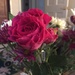 Pretty rose  by kchuk
