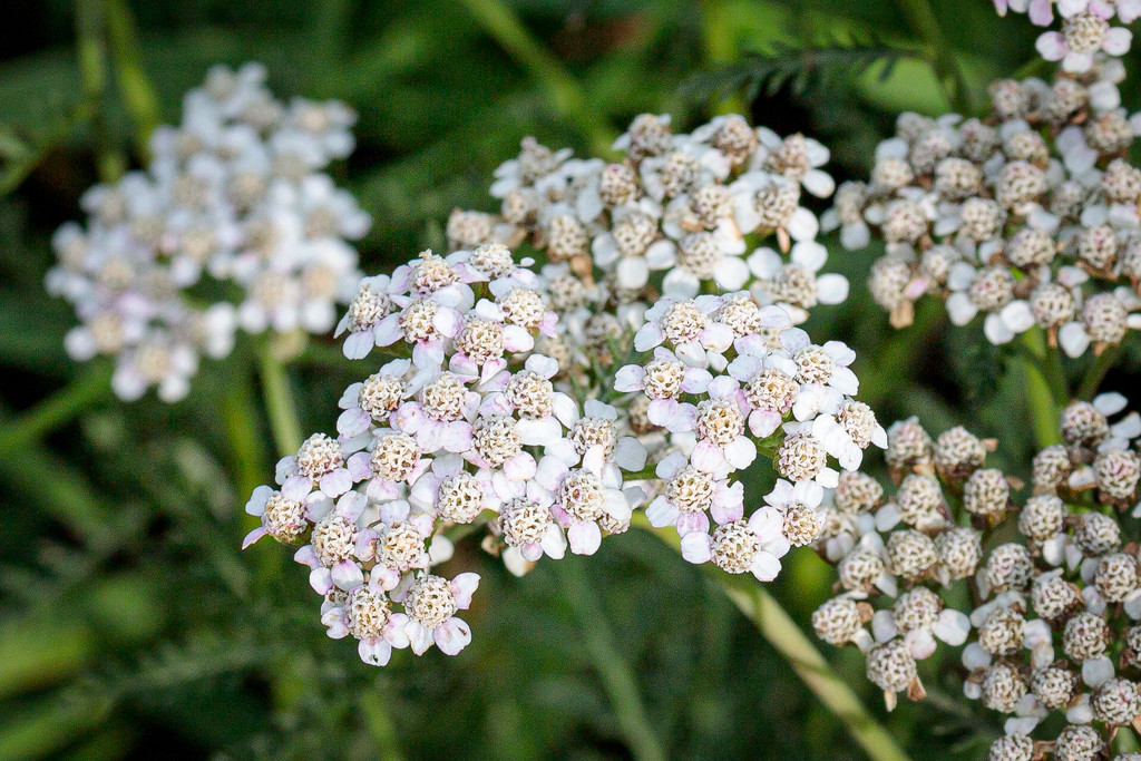 Common Yarrow by lindasees