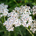 Common Yarrow by lindasees