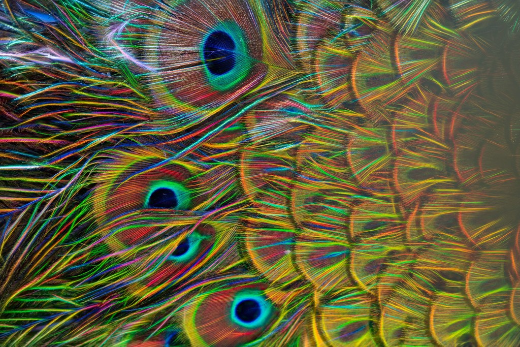 Neon peacock by pusspup