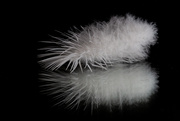 30th Jul 2020 - Feather