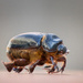 Dung Beetle by suez1e
