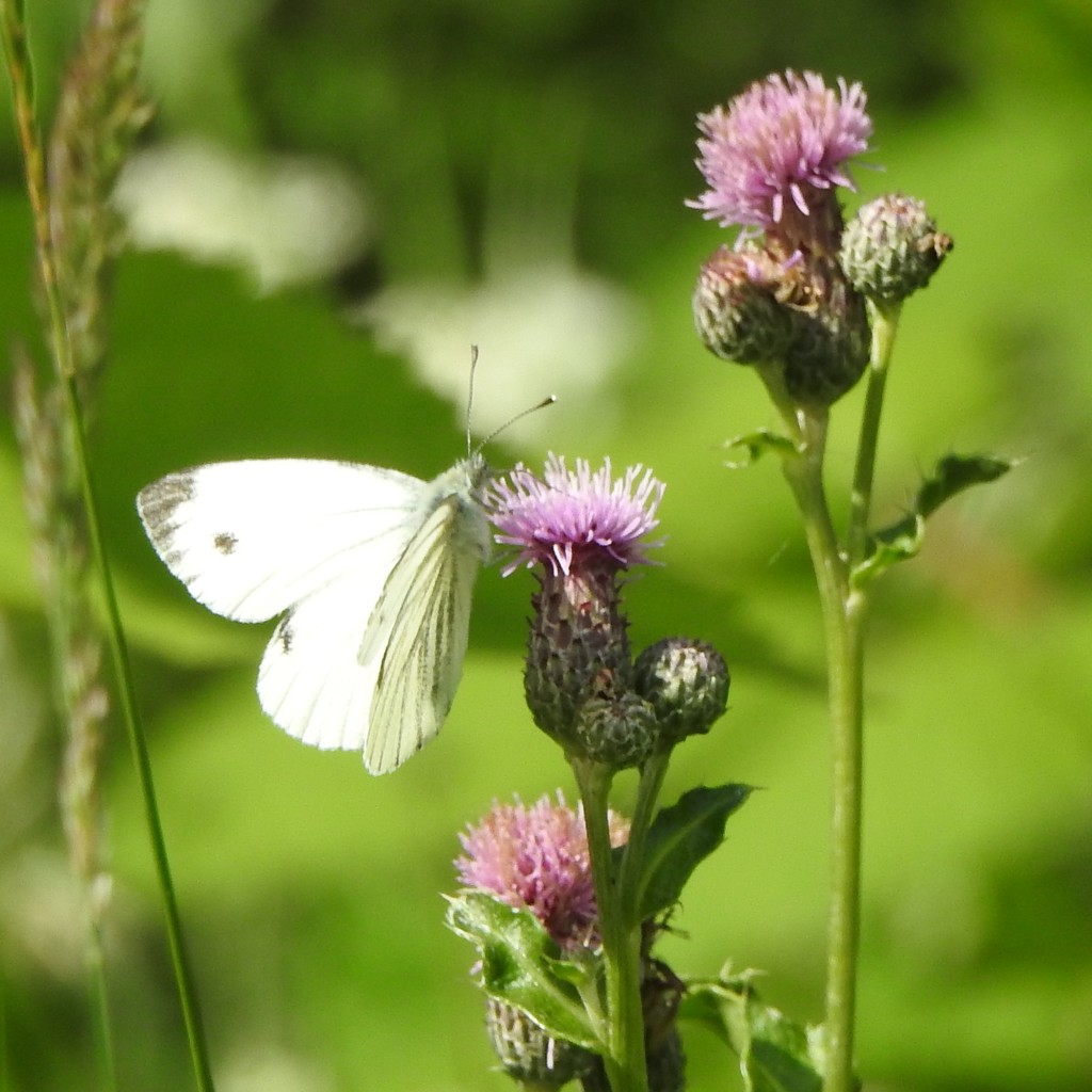 Large White Butterfly by oldjosh