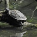 Turtle by oldjosh