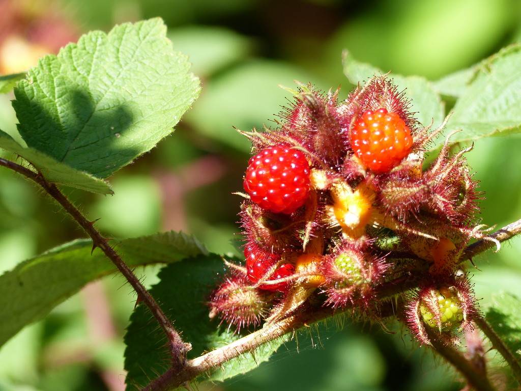 Wineberries by foxes37