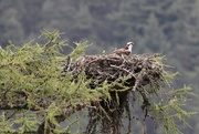 30th Jul 2020 - There is still life at the nest!