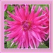 Bold pink dahlia. by grace55