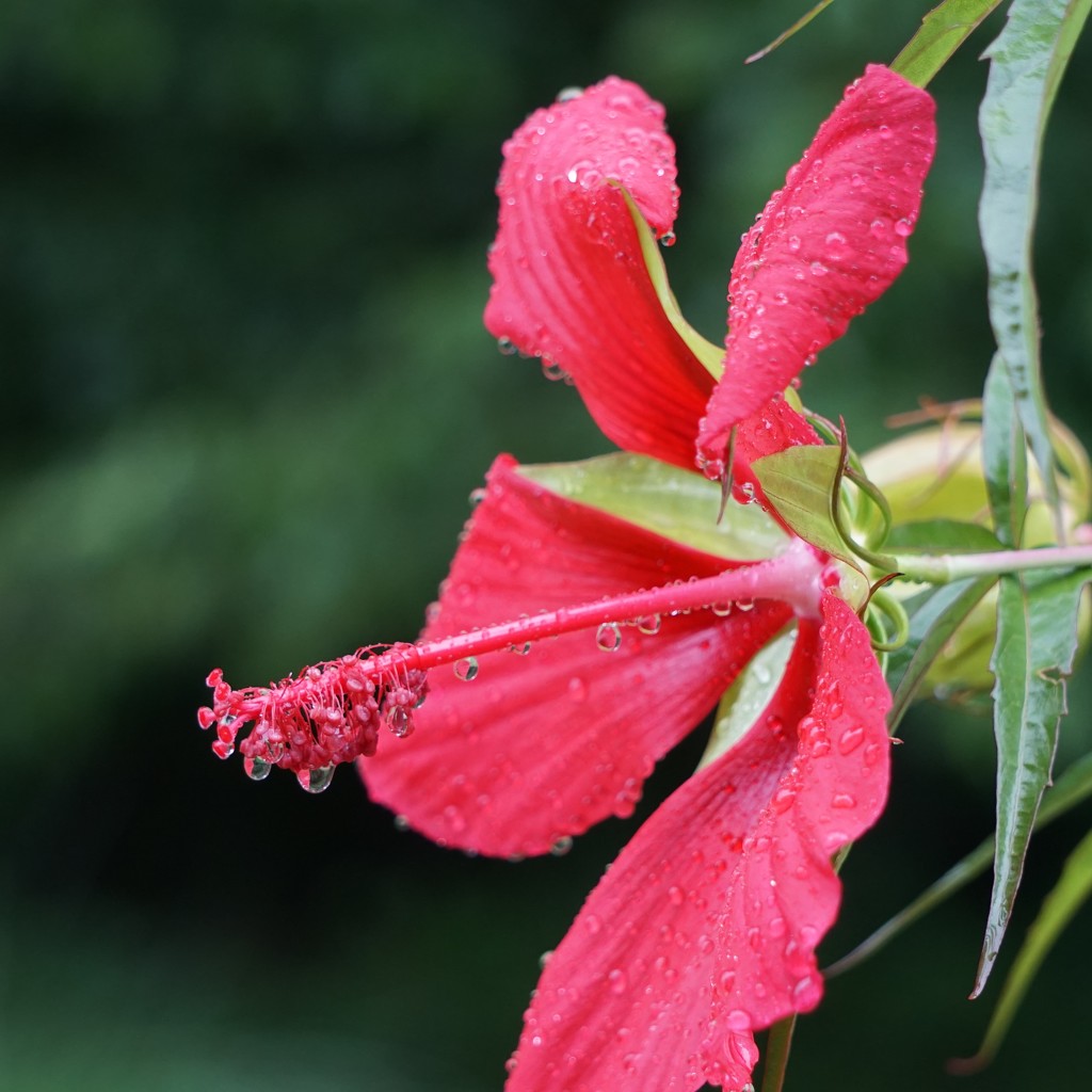 Rainy day by tunia