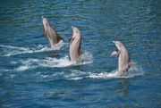 30th Jul 2020 - Dolphins