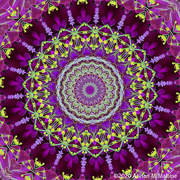 30th Jul 2020 - Flower Mandala