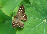 30th Jul 2020 - SPECKLED WOOD
