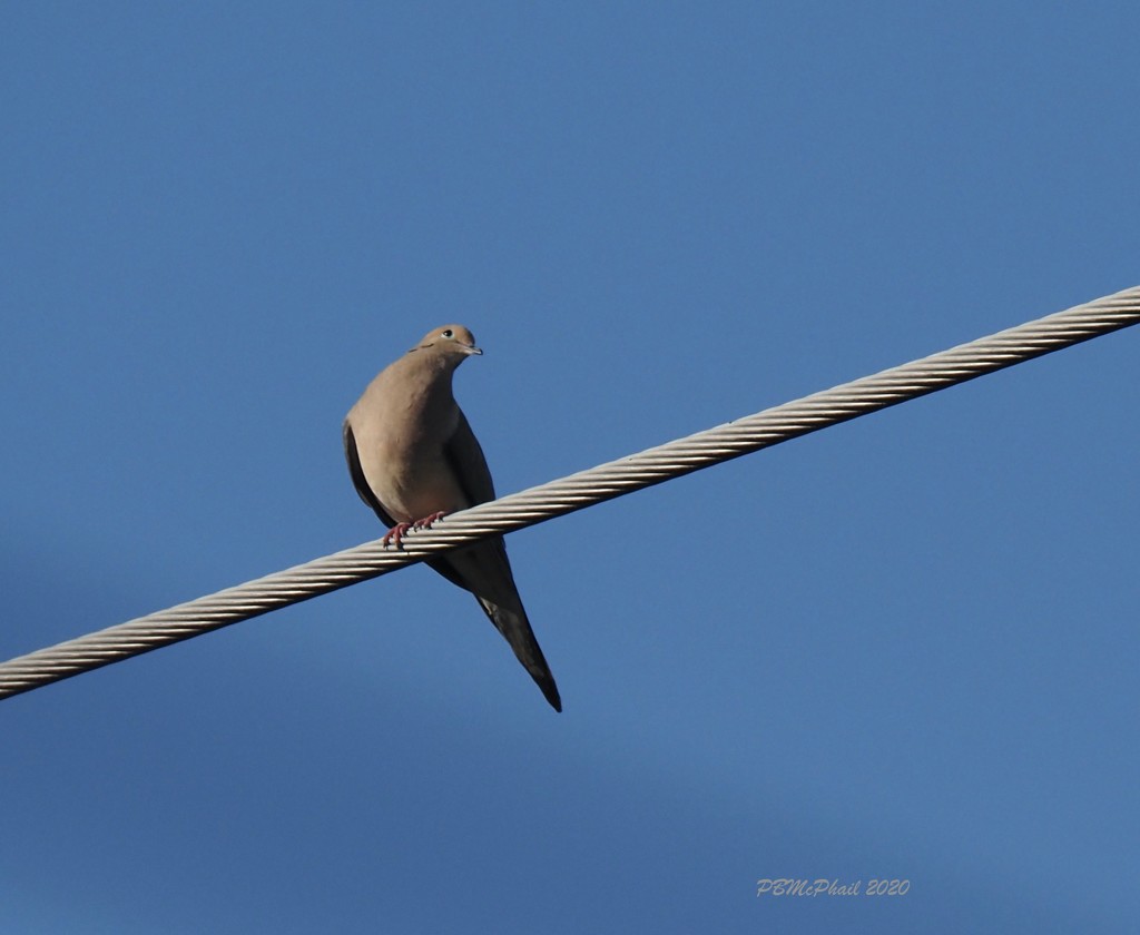 Dove on the Wire by selkie